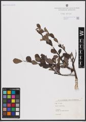 Foto von Salix aurita L.